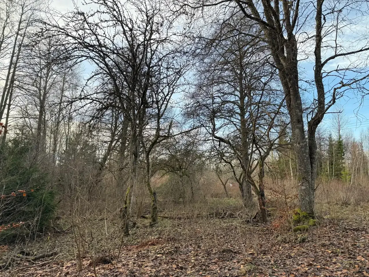 Expansive 5344 m² Land Near Liatorp: Ideal for Your Swedish Retreat - View image 8 of 21