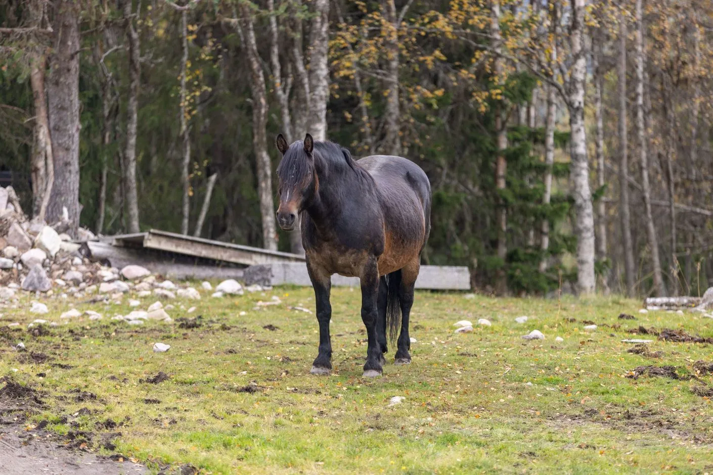 1990s Swedish Cabin with Business Potential in Scenic Härjedalen - View image 52 of 58