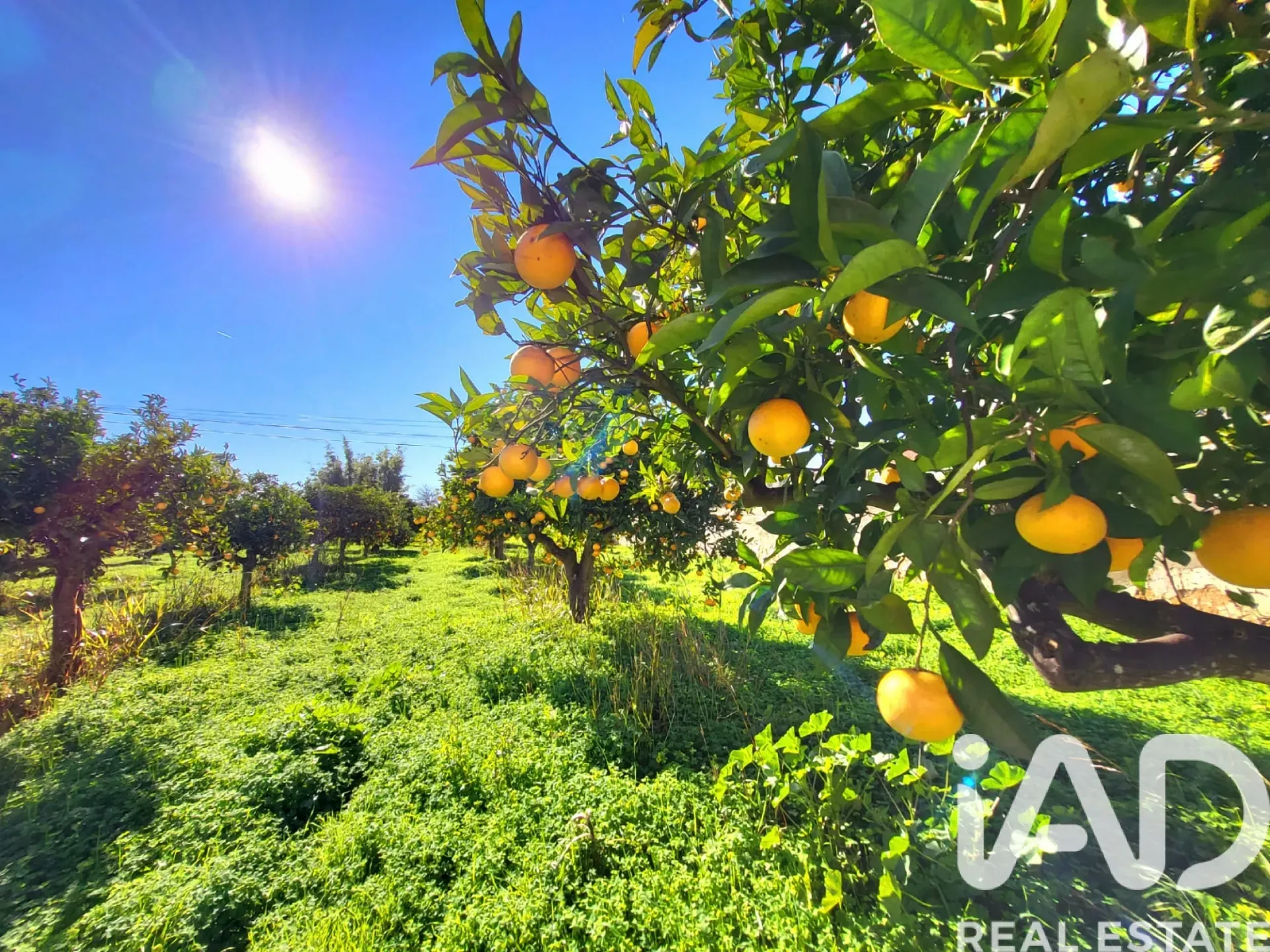 Elegant 4-Bedroom House with Citrus Orchard in Luz, Algarve - View image 36 of 37