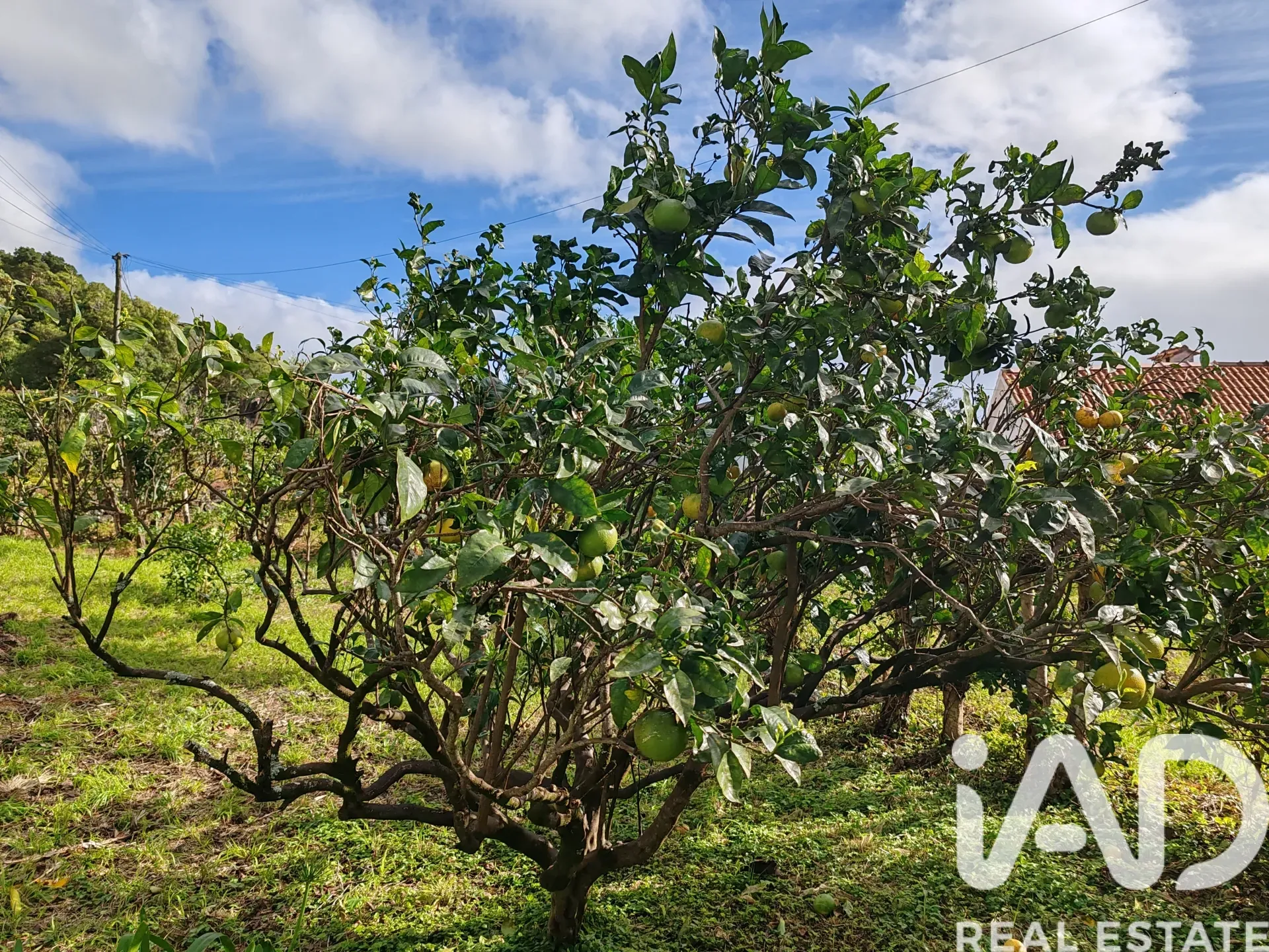Spacious 5-Bedroom Family House with Expansive Garden in Lajes do Pico - View image 30 of 33