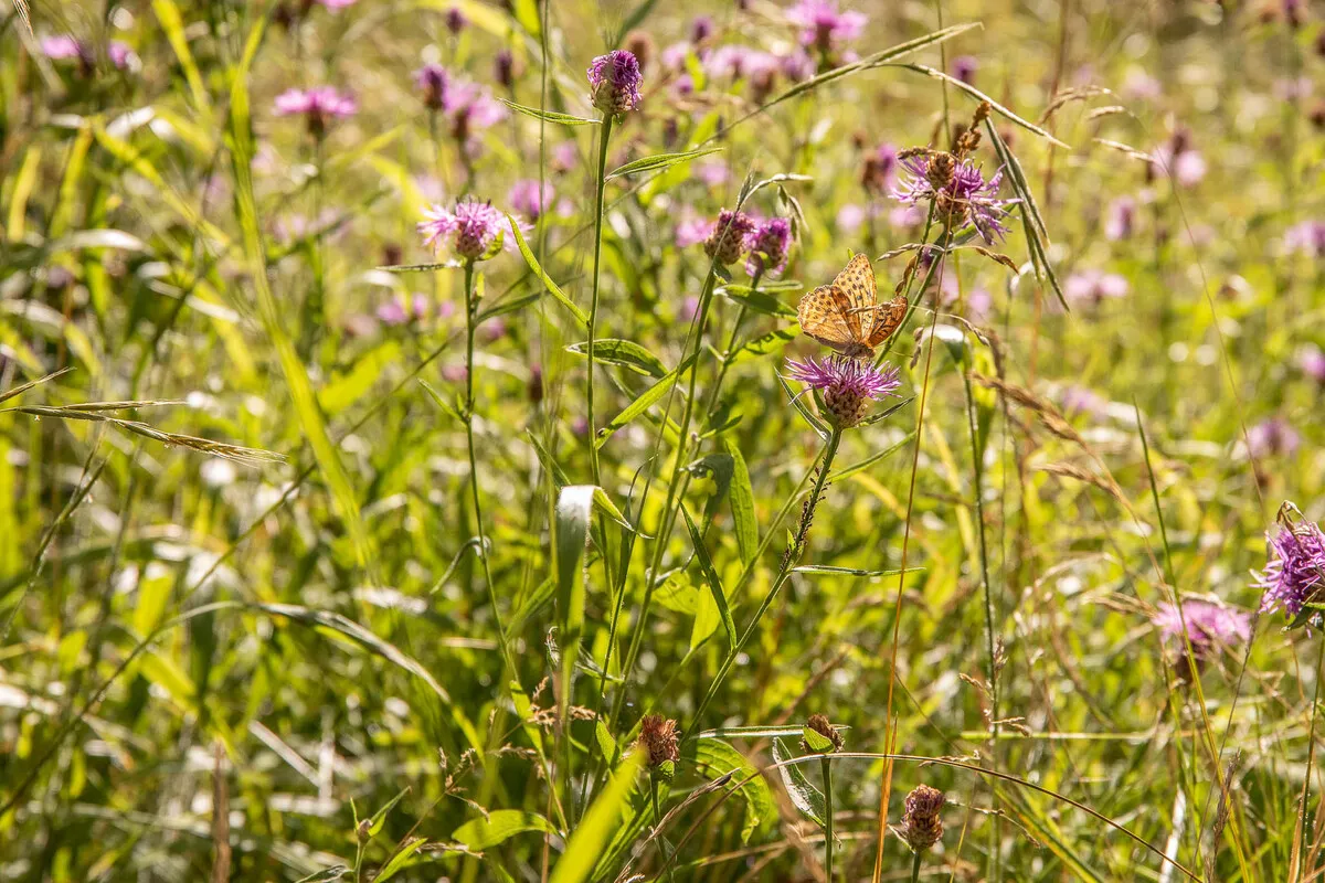 1960s Swedish Country House with Expansive Gardens and Lakeside Views - View image 33 of 39