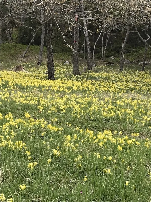 1950s Swedish Archipelago Retreat with Expansive Garden in Gräddö - View image 22 of 39