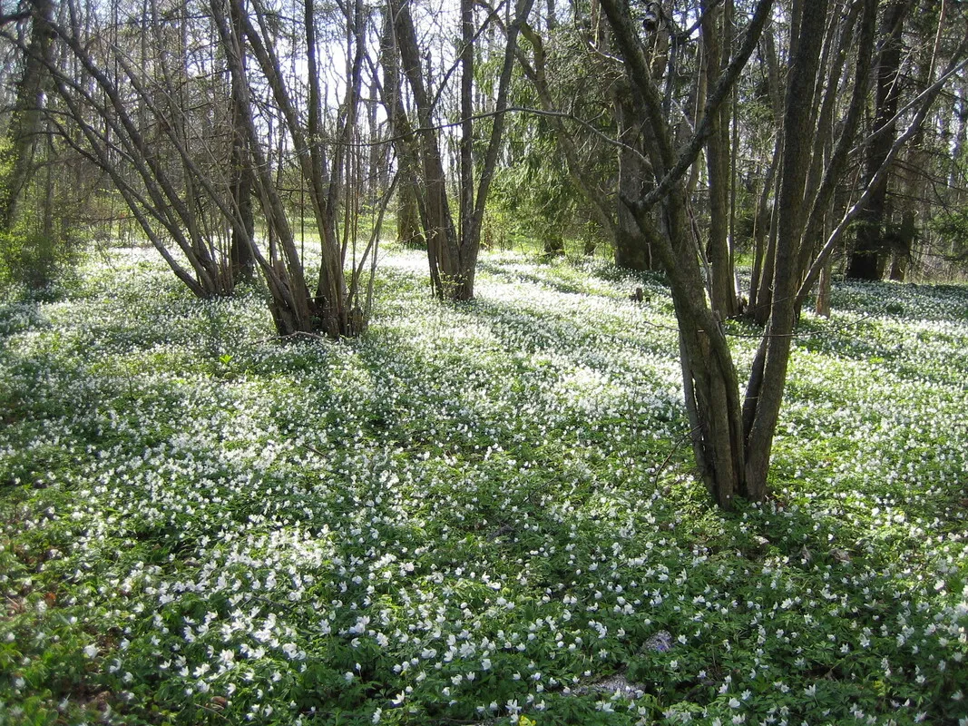 1950s Swedish Archipelago Retreat with Expansive Garden in Gräddö - View image 25 of 39