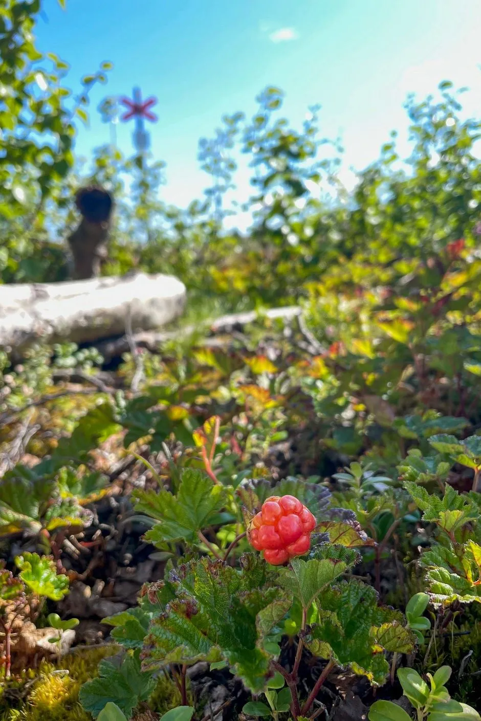 1940s Swedish House with Expansive Land in Vilhelmina - View image 29 of 37