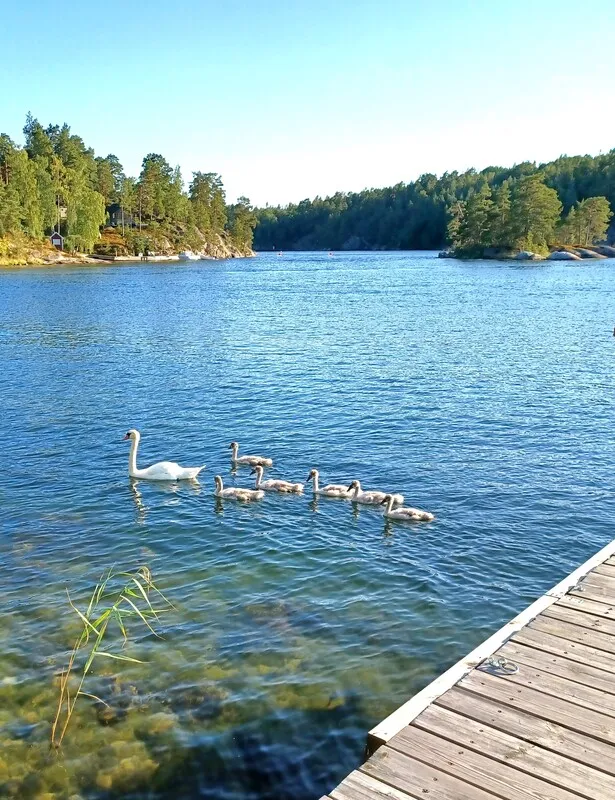 Zweeds vakantiehuis uit de jaren 60 op een schiereiland, met aanlegsteiger en traditionele houtgestookte sauna - Image 4
