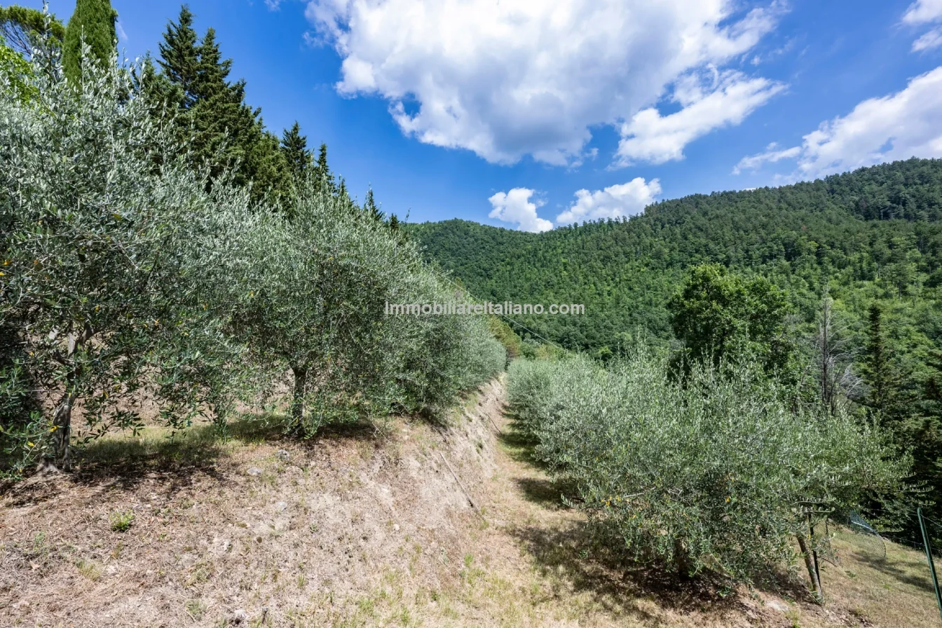 8-Bedroom Tuscan Farmhouse with Olive Grove in Sansepolcro, Arezzo - View image 8 of 62