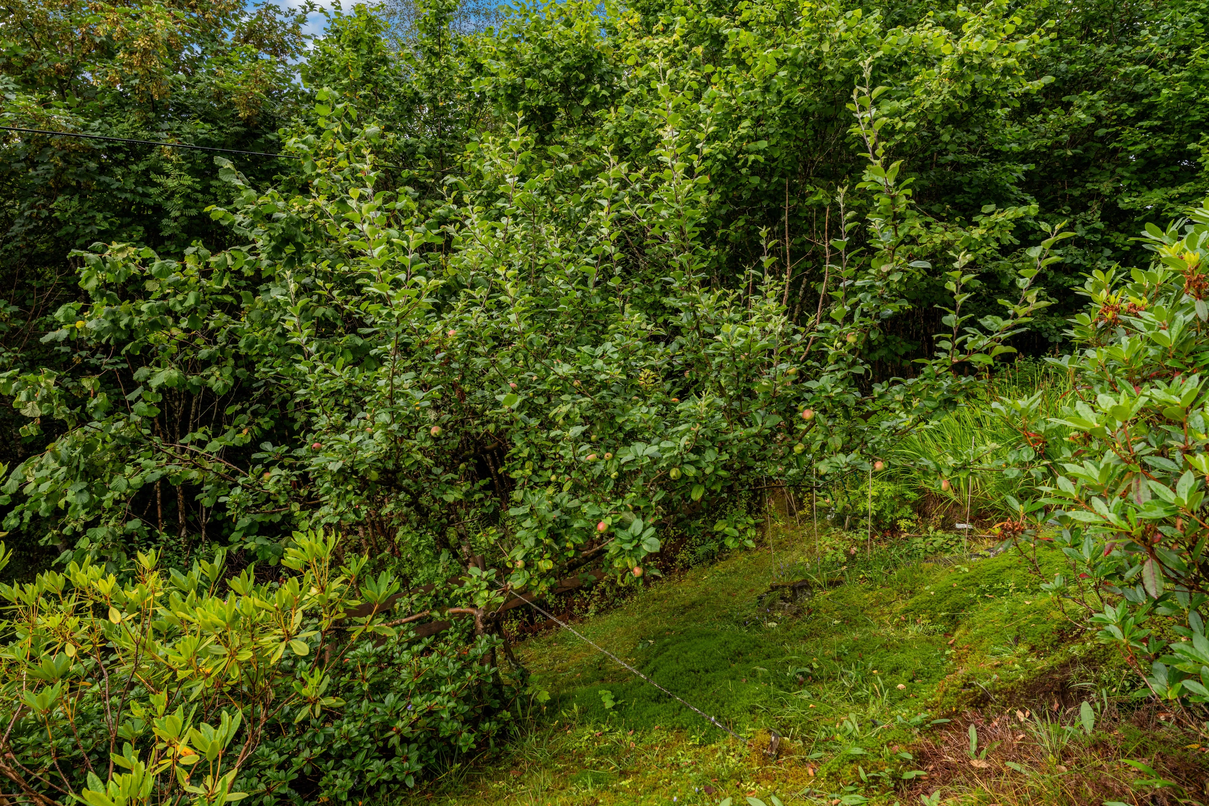 1940s Cabin with Restoration Potential in Scenic Vestland, Norway - View image 27 of 30