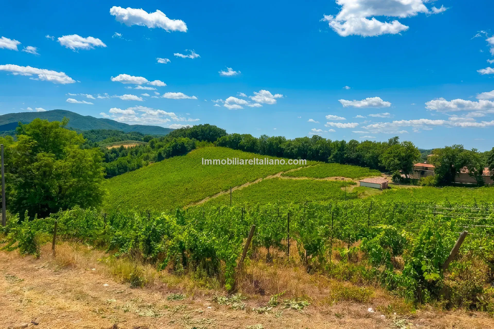 Expansive Farmhouse with Vineyard in Lazio's Scenic Countryside - Image 5