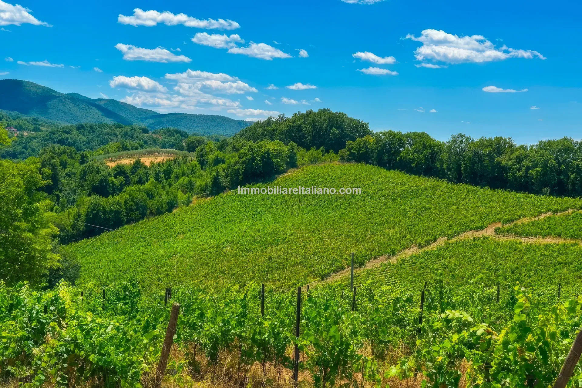 Expansive Farmhouse with Vineyard in Lazio's Scenic Countryside - View image 8 of 42