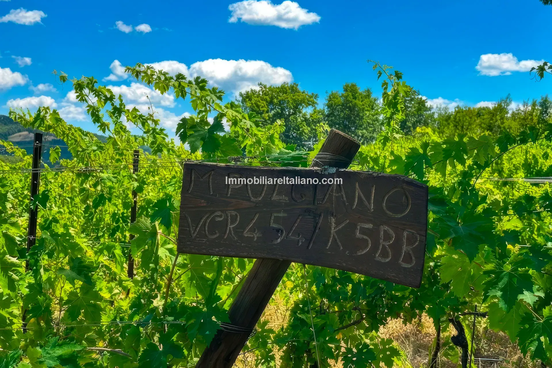 Expansive Farmhouse with Vineyard in Lazio's Scenic Countryside - View image 10 of 42