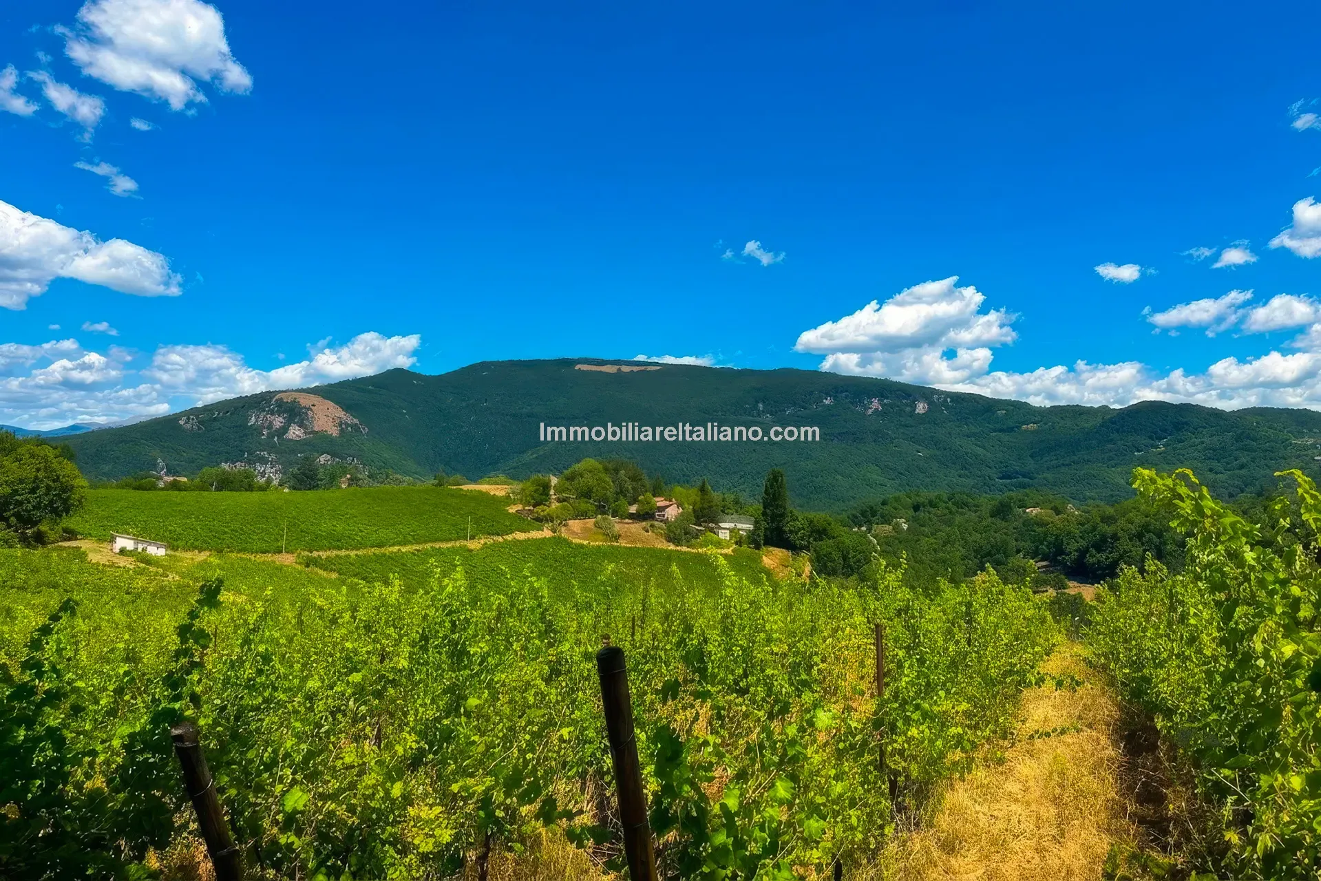 Expansive Farmhouse with Vineyard in Lazio's Scenic Countryside - View image 11 of 42