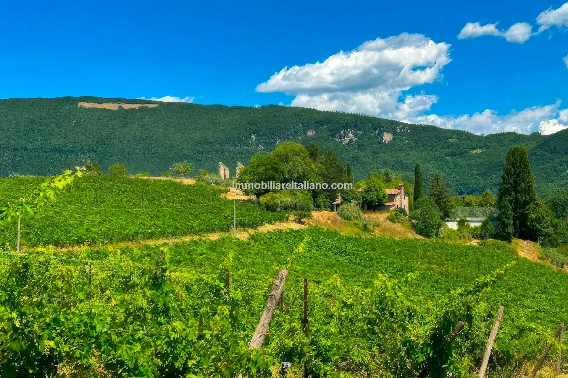 Expansive Farmhouse with Vineyard in Lazio's Scenic Countryside - View image 12 of 42