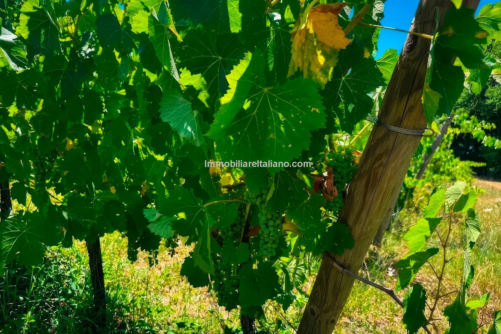 Expansive Farmhouse with Vineyard in Lazio's Scenic Countryside - View image 13 of 42