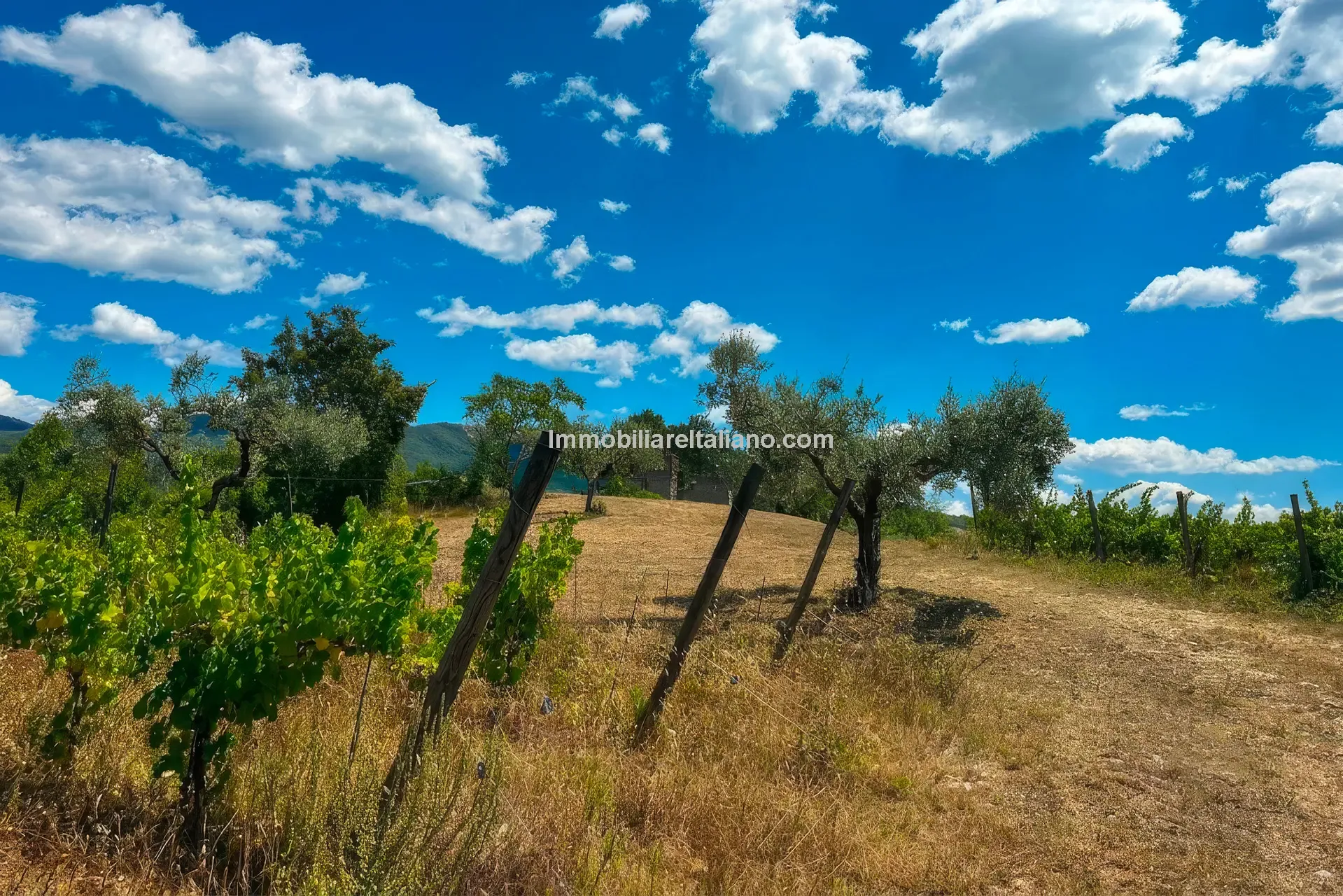 Expansive Farmhouse with Vineyard in Lazio's Scenic Countryside - View image 16 of 42