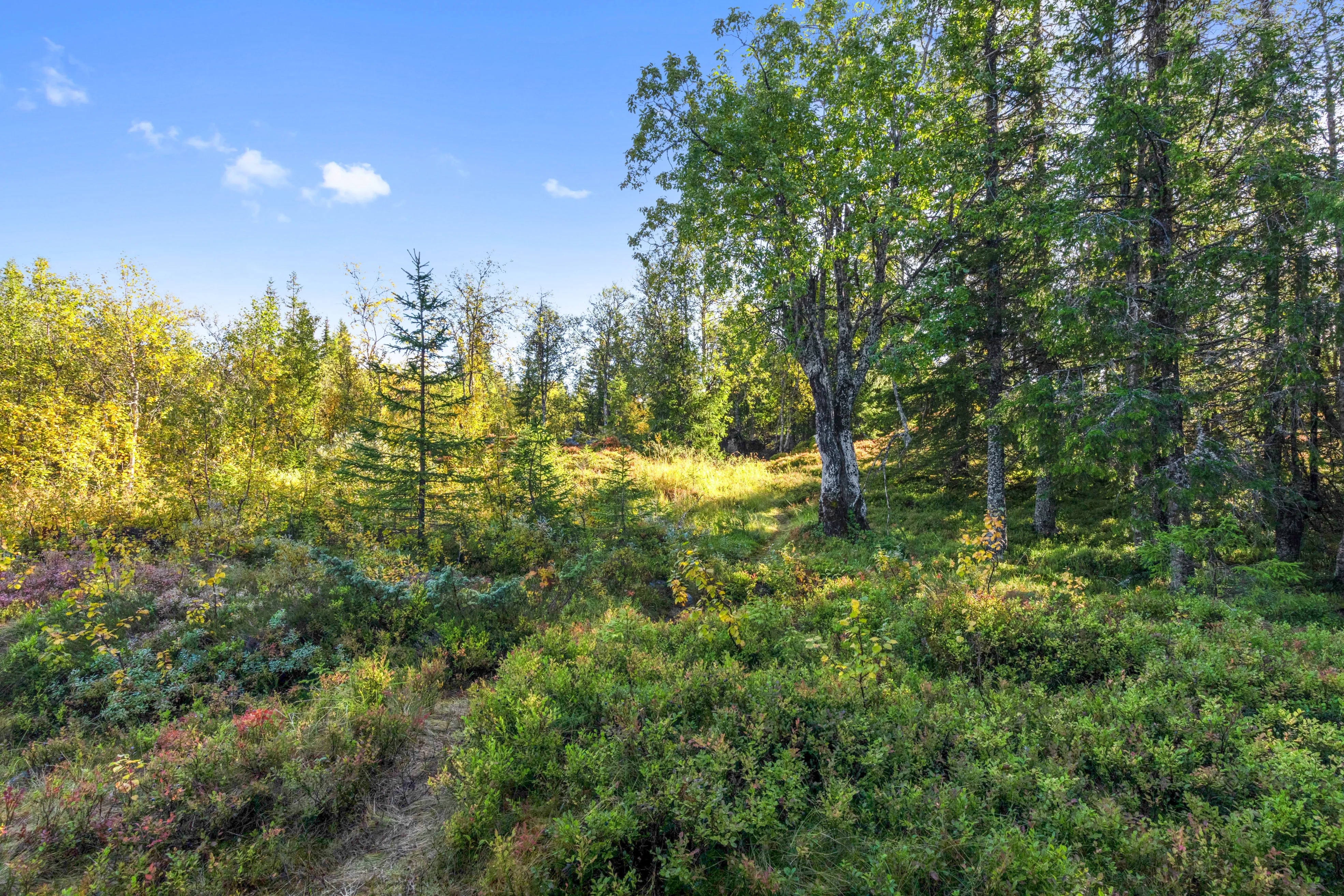 1960s Furnished Cabin with Expansive Lot in Flå, Norway - Image 3