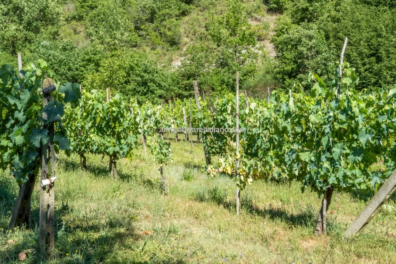 Bondegård med vingård og vidstrakt tomt på landsbygda i Umbria - Vis bilde 28 av 45