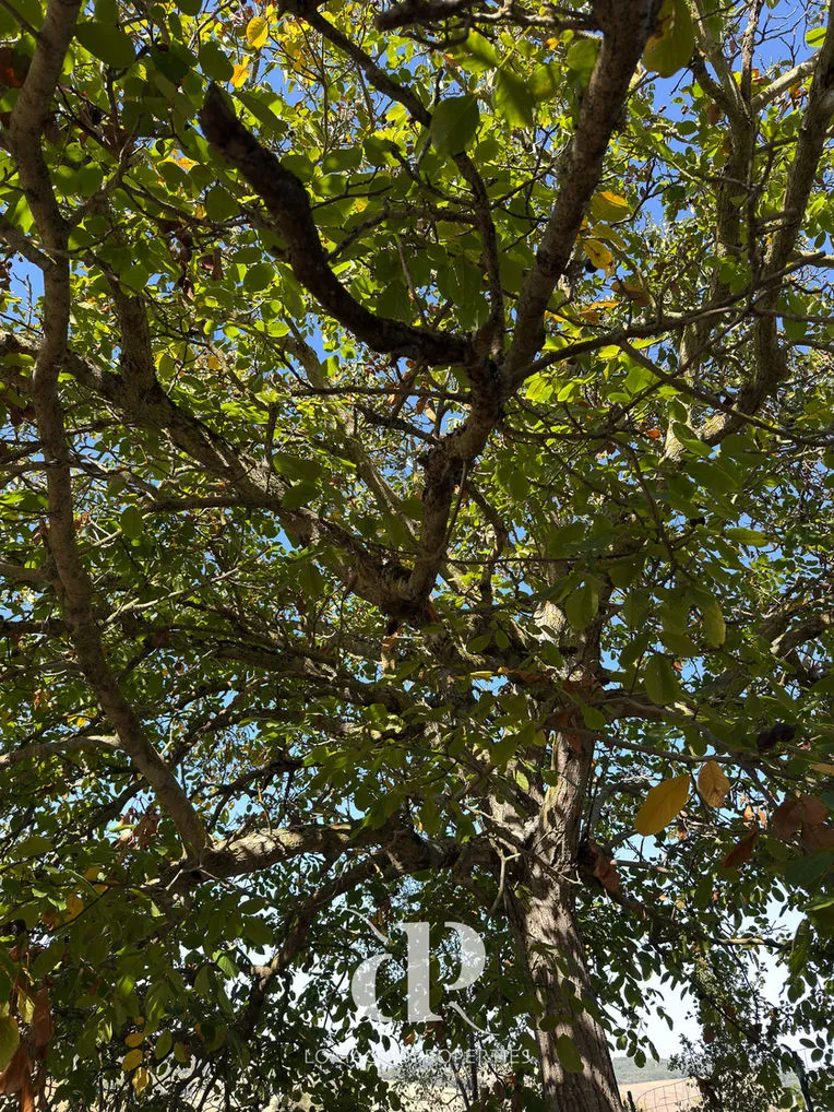 faBrCC5RDJRDN6DDrrLCWAkOeGKoscBLd2hqWn4O