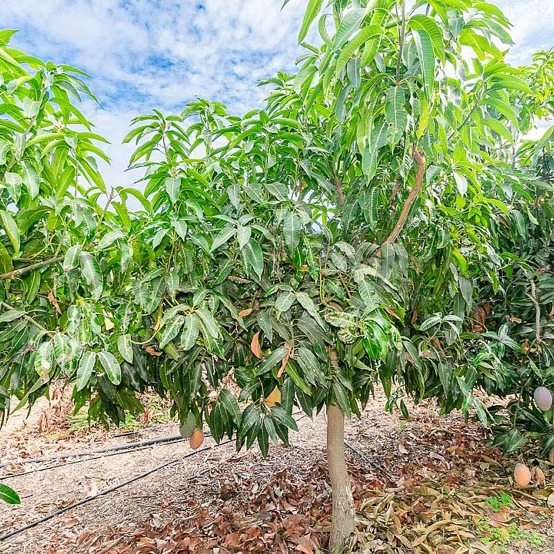 441pdspwTiIGVZbMUDGUNSLelYvzP9JHsB6XEVf7