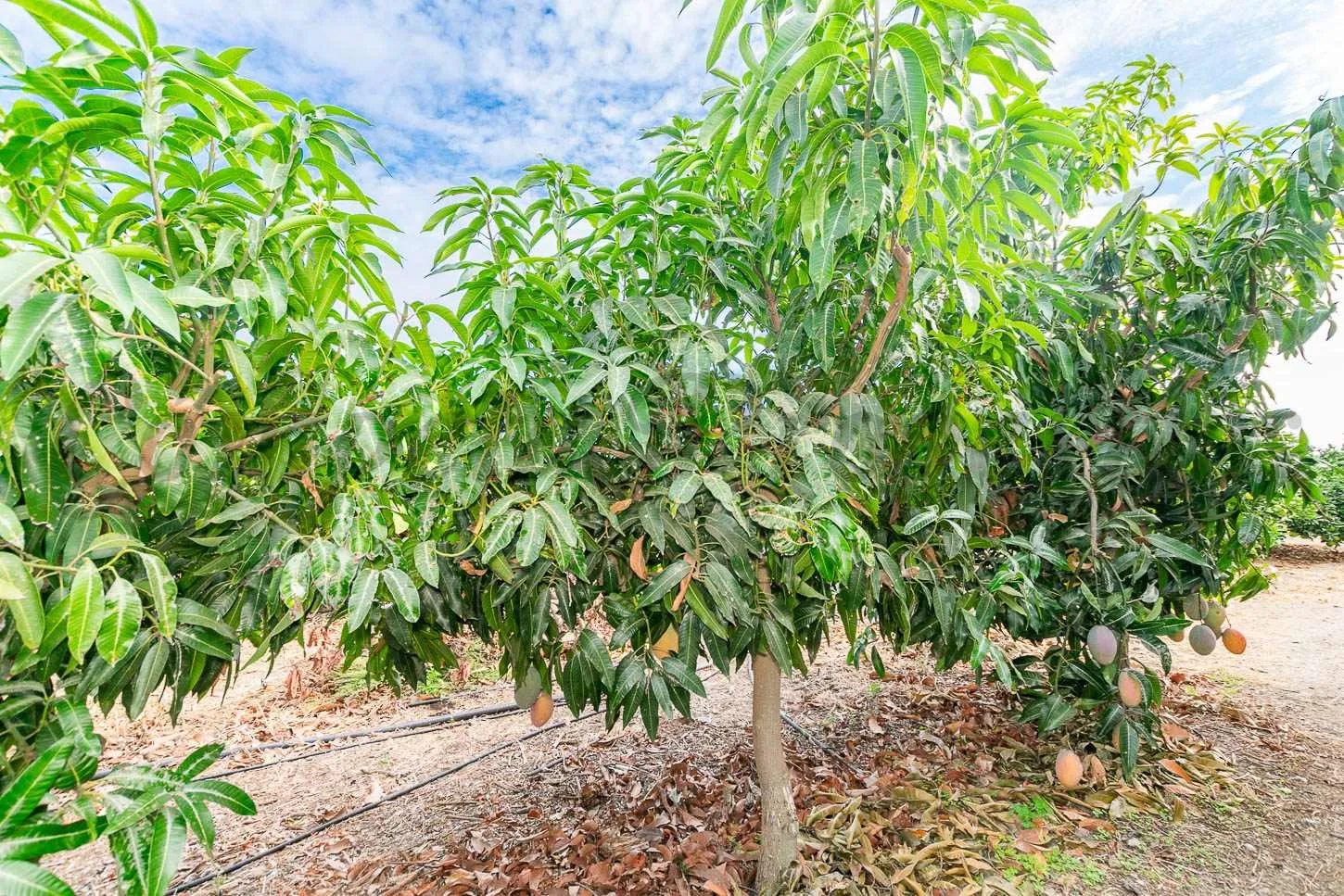 441pdspwTiIGVZbMUDGUNSLelYvzP9JHsB6XEVf7