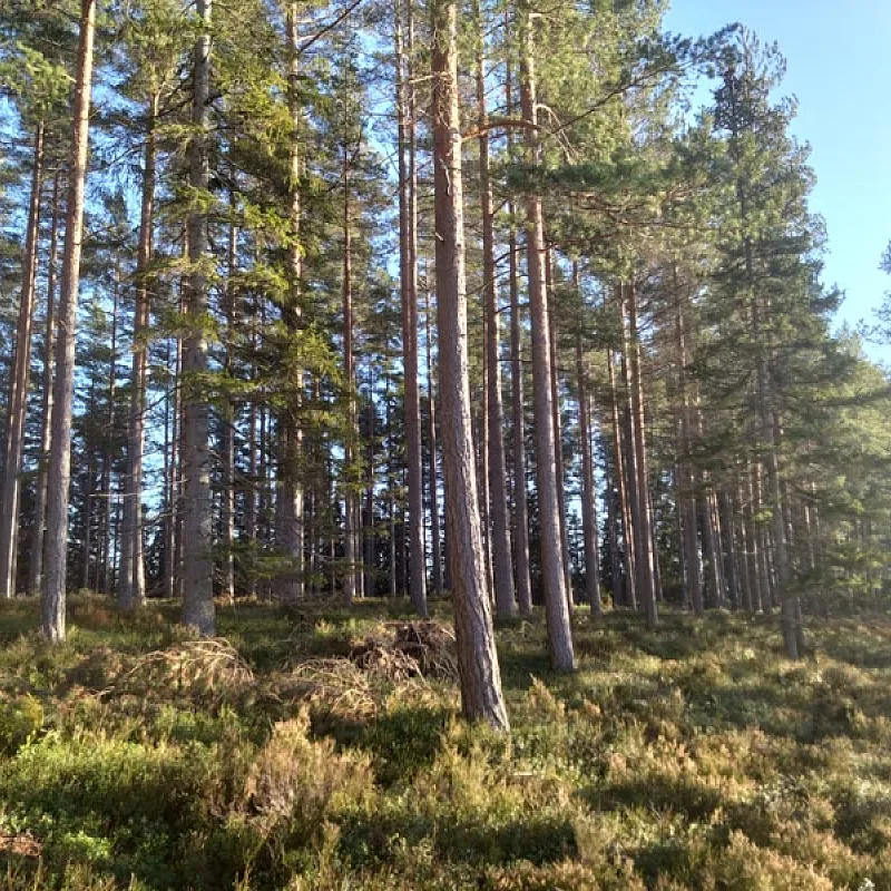 OuuLjAo3nCoTTVcr7mA1rVL1wRlJDCc009O8Ikul