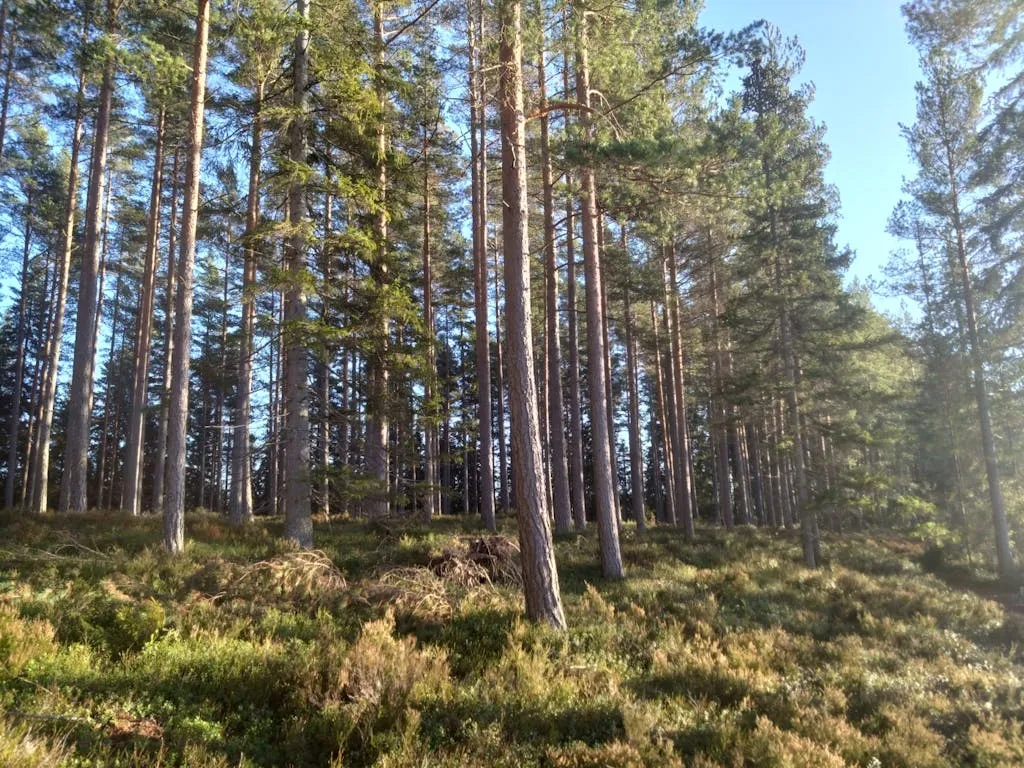 OuuLjAo3nCoTTVcr7mA1rVL1wRlJDCc009O8Ikul