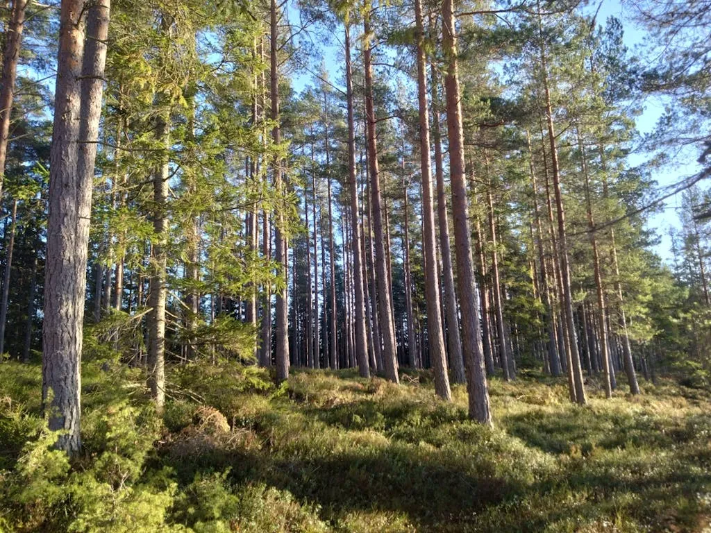 PM74yMJZt1VmFzw6SEp9orEj0NfpM4pewa3bKXkO